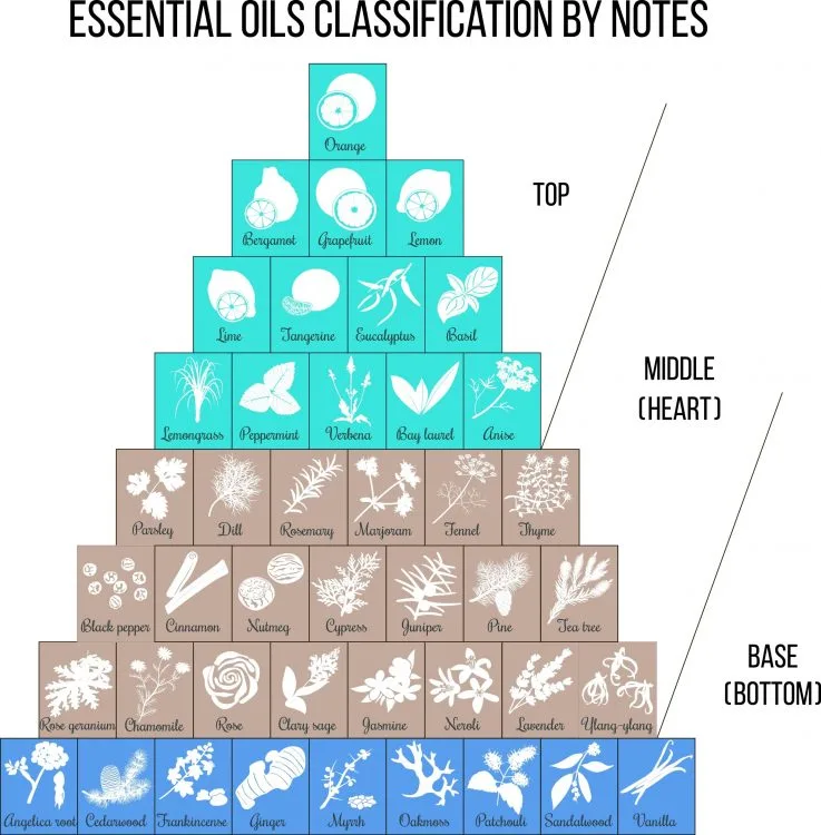 Essential oils by notes infographic