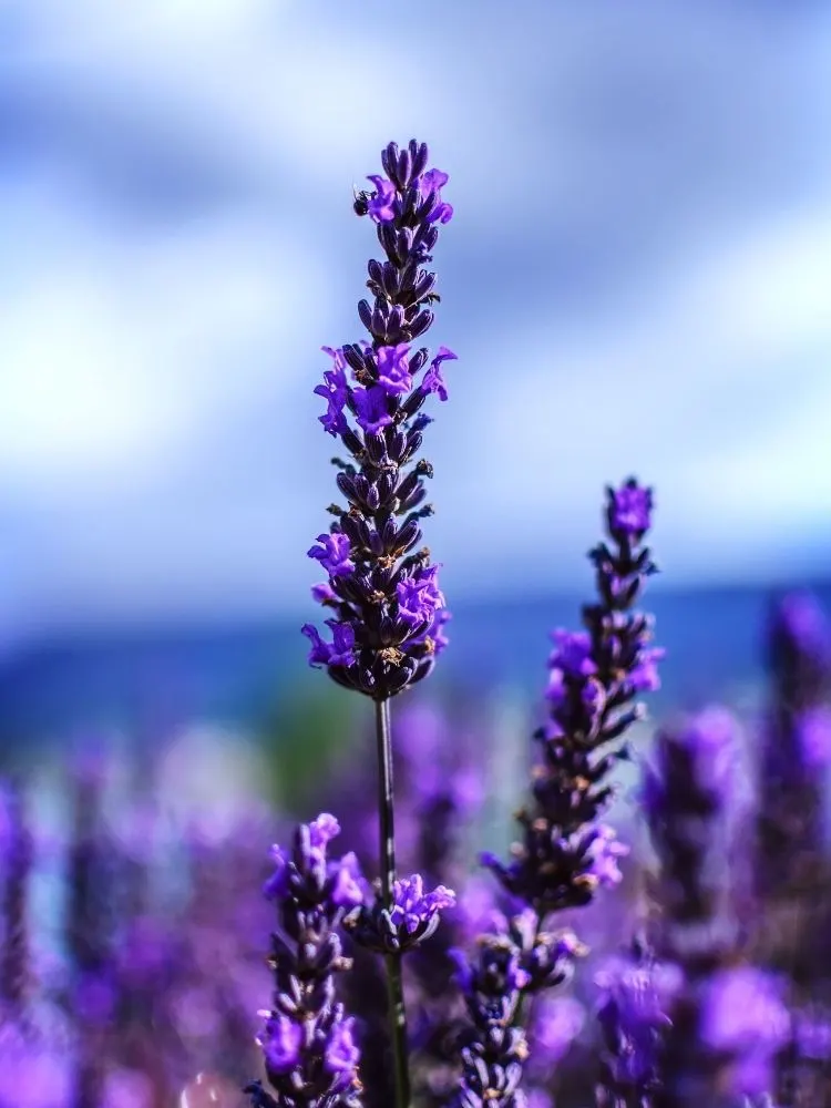 lavender